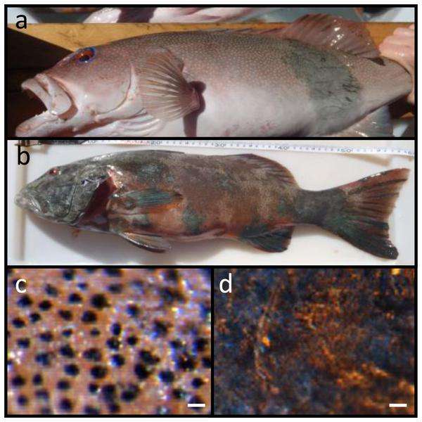 Parmi les 20 truites de corail atteintes d’un cancer de la peau qui ont été prélevées, la surface des lésions a fortement varié d’un spécimen à l’autre. Elle est de moins de 10 % pour le poisson A contre plus de 90 % pour le spécimen B. Les cadres C et D présentent respectivement des échantillons de peau prélevés chez un Plectropomus leopardus sain et chez un individu malade. © Sweet et al. 2012, Plos One 