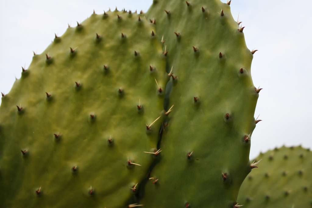 De nombreux cactus ont une sève acide et toxique. © Veronica Lopez, Unsplash