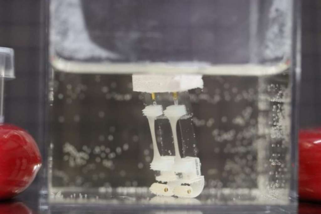 Ce petit robot bipède marche grâce à des muscles faits de cellules de rat. © Shoji Takeuchi research group, University of Tokyo Ce petit robot bipède marche grâce à des muscles faits de cellules de rat. © Shoji Takeuchi research group, University of Tokyo