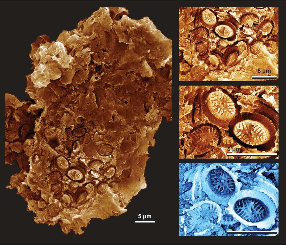 Les empreintes minuscules des coccolithes ont été trouvées sur du pollen fossilisé. © Slater et al, 2022