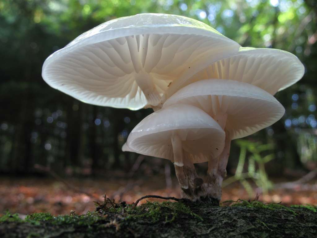 Mucidule visqueuse Mucidule visqueuse