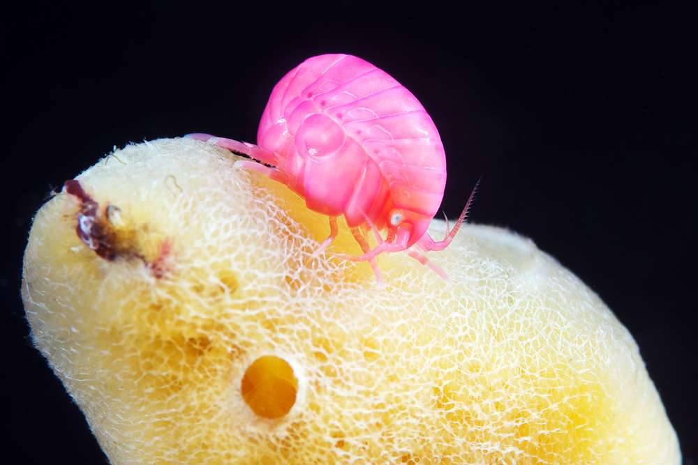 Une crevette des mers : l'amphipode Acanthonotozoma inflatum