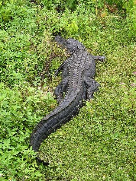 Definition Alligator Caiman Alligatoridae Futura Planete