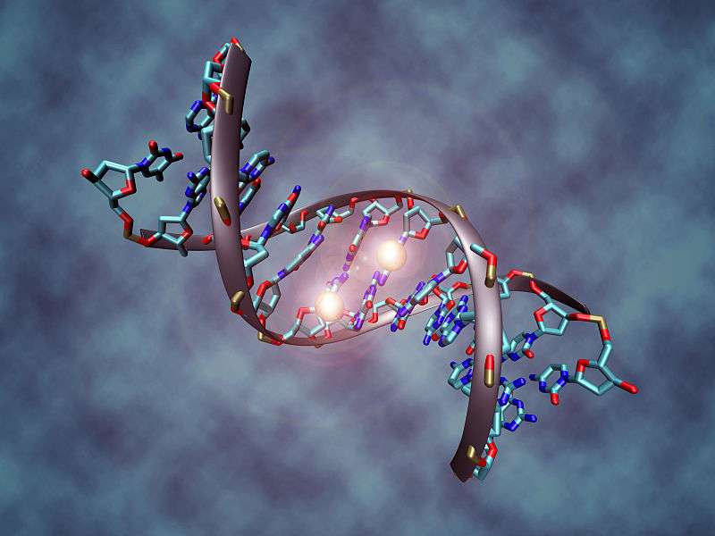 La méthylation de l’ADN correspond à l'ajout d'un groupement méthyle sur un nucléotide. © Christoph Bock (Max Planck Institute for Informatics), Wikimedia Commons, cc by sa 3.0