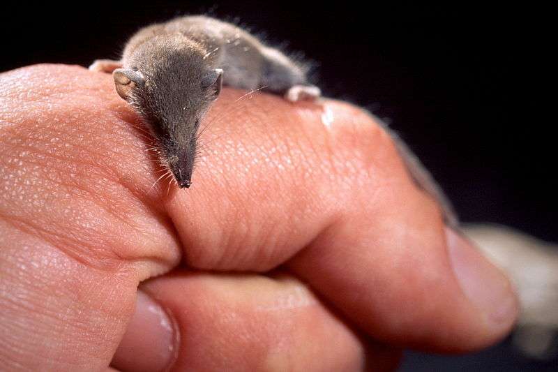 La musaraigne étrusque, légère mais gourmande La musaraigne étrusque, légère mais gourmande