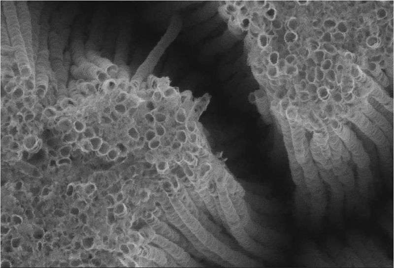 Faisceaux de nanotubes de dioxyde de titane. Aux échelles nanométriques, la toxicité et écotoxicité des matériaux diffère fortement de ce qu'elle est aux échelles micrométriques ou macroscopiques. © Argonne National Laboratory, Wikipédia CC by sa 1.0