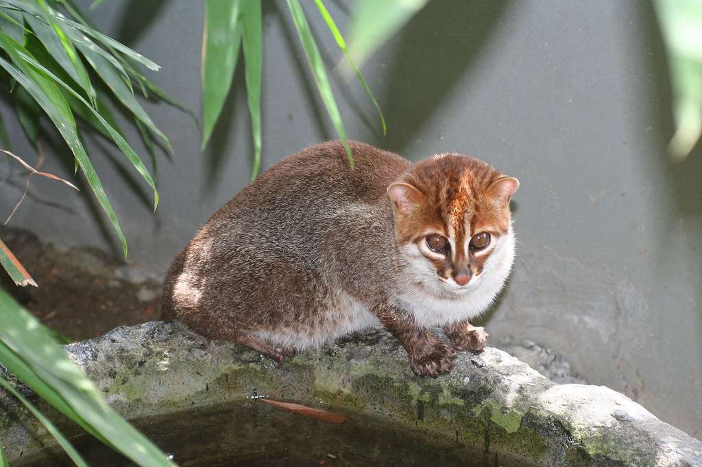 Chat à tête plate. © Jim Sanderson, Wikipedia