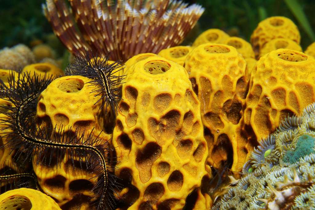 Les éponges marines existaient déjà il y a 890 millions d'années. © damedias, Adobe Stock
