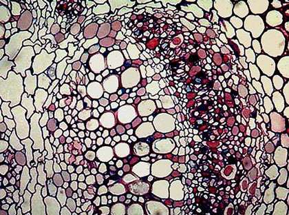 Gros plan d'une nervure centrale de vigne. © DR