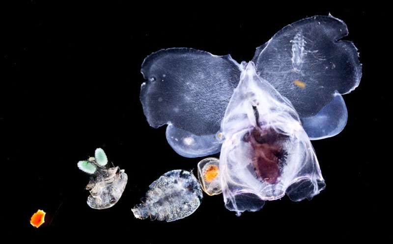 Une image obtenue à bord du Tara en avril 2010, dans l'océan Indien. L'animal bleuté, qui évoque Dumbo l'éléphant volant, est un mollusque ptéropode (Cavolinia sp.) d'un demi-centimètre. Il nage à l'aide de ses deux ailes, appelées parapodies et dirigées vers l'avant. Sur son flanc gauche, l'organisme de couleur orangée est un ostracode, minuscule crustacé enfermé dans une carapace. Plus à gauche, deux copépodes, ces petits crustacés nageurs, dont il existe de très nombreuses espèces. À voir sur Les chroniques du plancton. © Christian Sardet