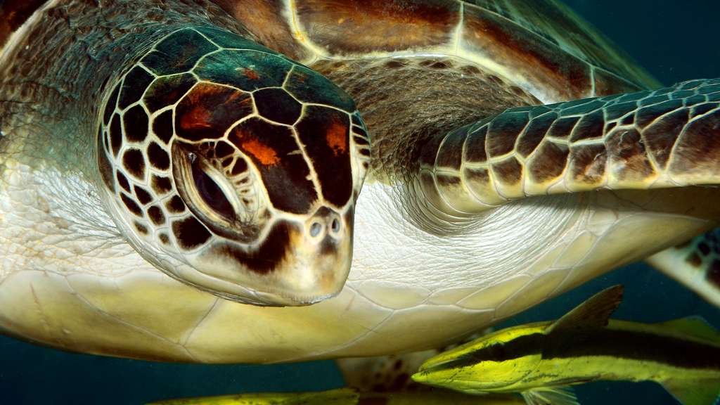 Une tortue regardant des rémoras Une tortue regardant des rémoras