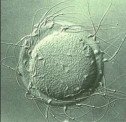 L'ovocyte, ici assailli par les spermatozoïdes, a une durée de vie maximale de 24 heures. © DR
