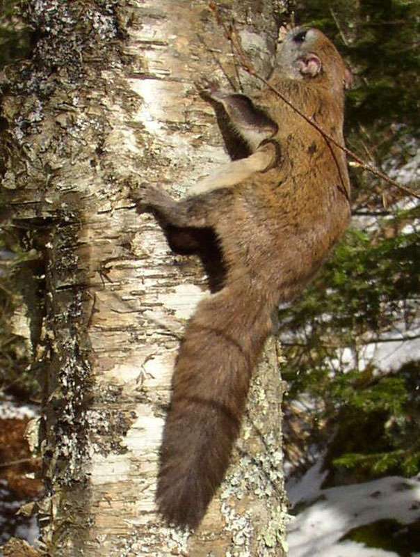 L’écureuil volant, aussi appelé polatouche ou Glaucomys sabrinus. Cet animal omnivore est notamment mycophage. © Bob Cherry, Wikimedia Commons, DP