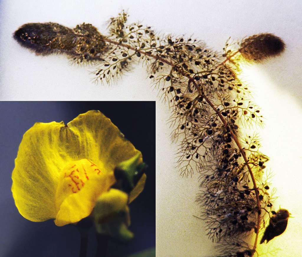 Utricularia vulgaris. © Christian Fisher, Wikimedia commons CC 3.0