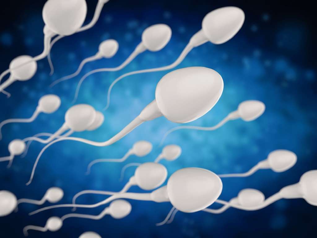 Les spermatozoïdes sont impactés par la Covid-19. © phonlamaiphoto, Fotolia