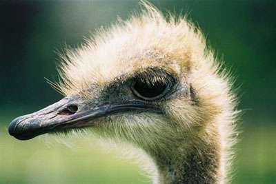 Le Festival De Loiseau Dossier