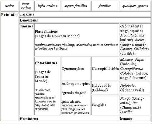 Classification des primates. © DR