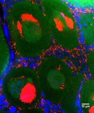 Photographie au microscope à fluorescence d’un ovaire de cloporte infecté par la bactérie Wolbachia. En rouge : Wolbachia, en vert : cytoplasme des cellules, en bleu noyau des cellules. © Joanne Bertaux (LEES)