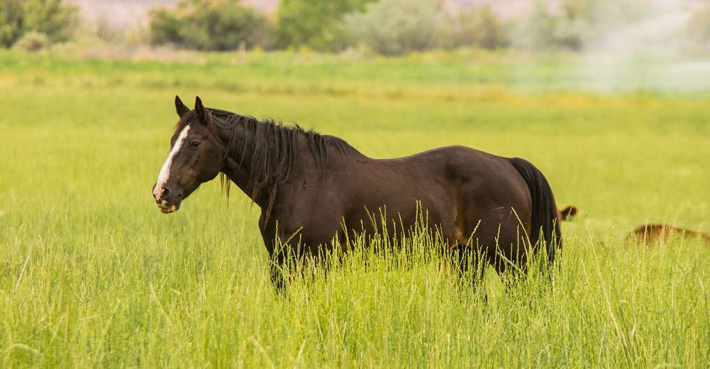 La part du cheval dans les chasses semble prépondérante. © StockSnap, Pixabay, DP