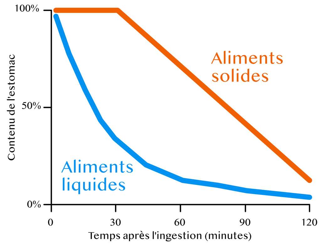 Liquid foods are digested more quickly by the stomach than solid foods.  © CD for Futura