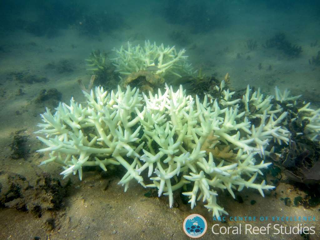 Une fois les coraux blanchis, c’est toute la vie marine qui disparaît. © Verena Schoepf, université James Cook 