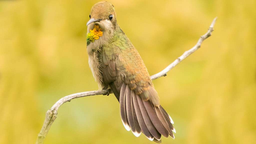 Colibri rouge jeune Colibri rouge jeune