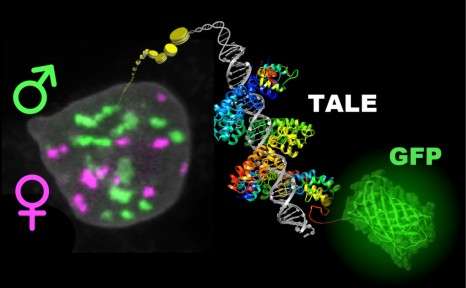 Les chercheurs ont associé la protéine TALE, connue pour se lier à l'ADN, à une molécule de méduse appelée GFP (Green Fluorescent Protein), qui a la particularité d’émettre une fluorescence verte. Ainsi, les gènes ont pu être observés in vivo. © Yusuke Miyanari