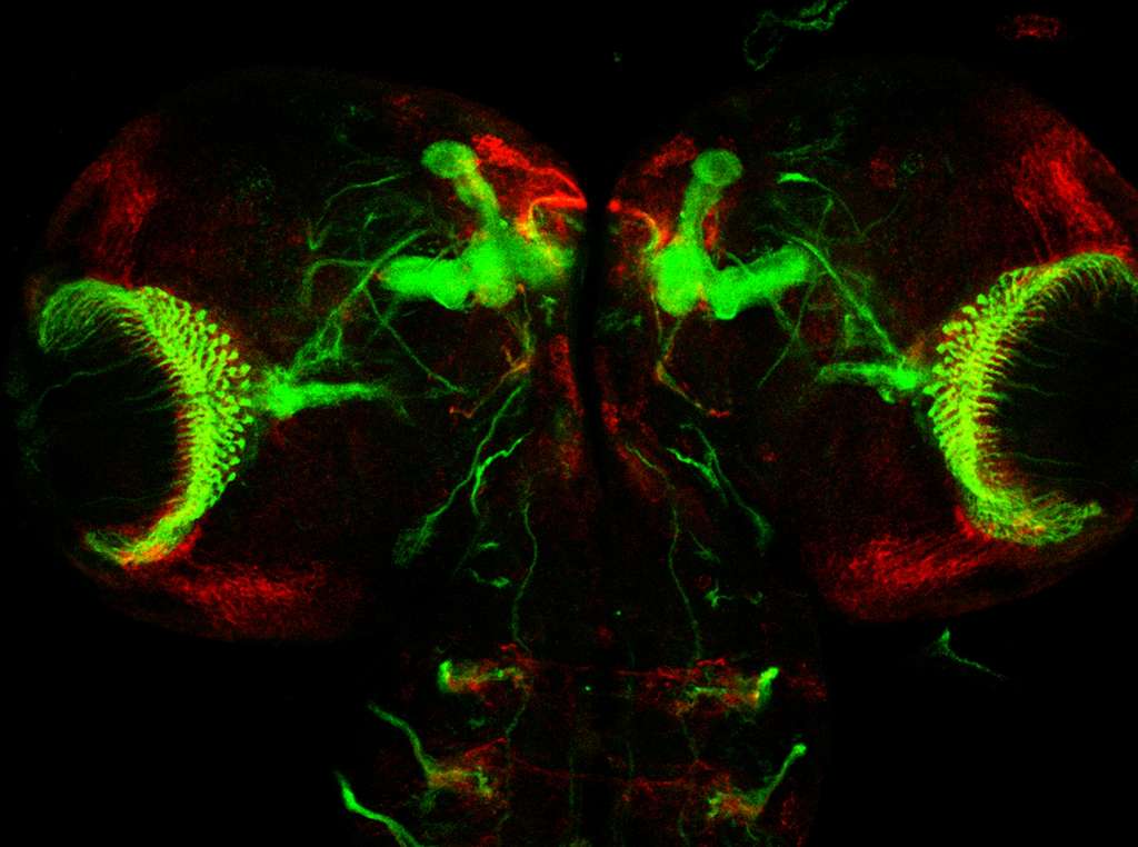 Cerveau d'une larve de mouche et ses corps pédonculés Cerveau d'une larve de mouche et ses corps pédonculés