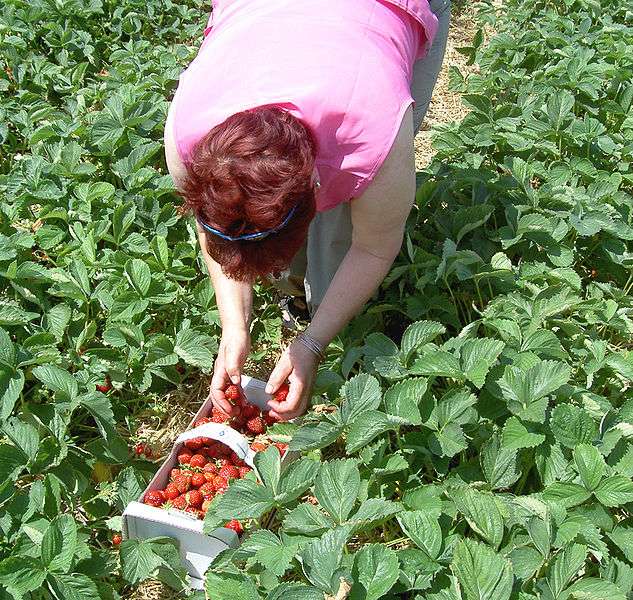L'agriculture biologique conserve les propriétés naturelles du sol et donne aux fraises une meilleure qualité nutritionnelle. © Wikimédia Commons