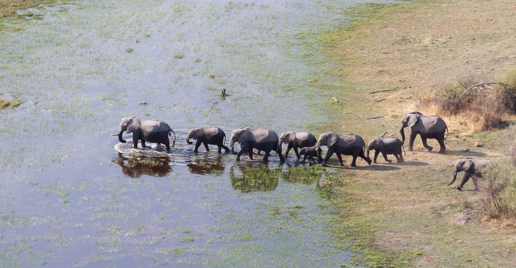 Le delta de l’Okavango est le deuxième plus grand delta intérieur au monde. Il abrite aussi la plus importante population d’éléphants au monde, sans doute grâce à une interdiction de leur chasse depuis 2014. Mais, en 2019, revirement de situation. L’interdiction a été levée. Après que la pandémie de Covid-19 a empêché la saison 2020 d’avoir lieu, la chasse à l’éléphant s’est ouverte ce mardi 6 avril 2021. © michaklootwijk, Adobe Stock