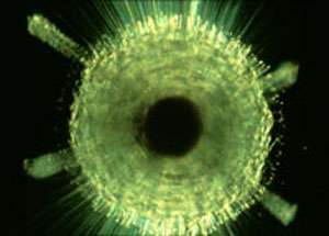 Un radiolaire isolé (environ 100 µm) fait ressortir ses axopodes irisés à deux extrémités. La capsule centrale est bien visible ainsi que quatre épines. © N. Swanberg