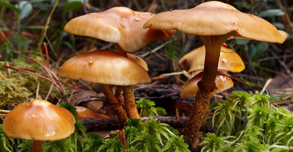 Galerina autumnalis est un champignon toxique. © Ari N, Shutterstock