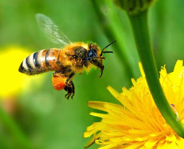 Le pollen transporté par les abeilles peut contenir des virus dangereux pour les colonies. © Autan, Flickr, CC by-nc-nd 2.0