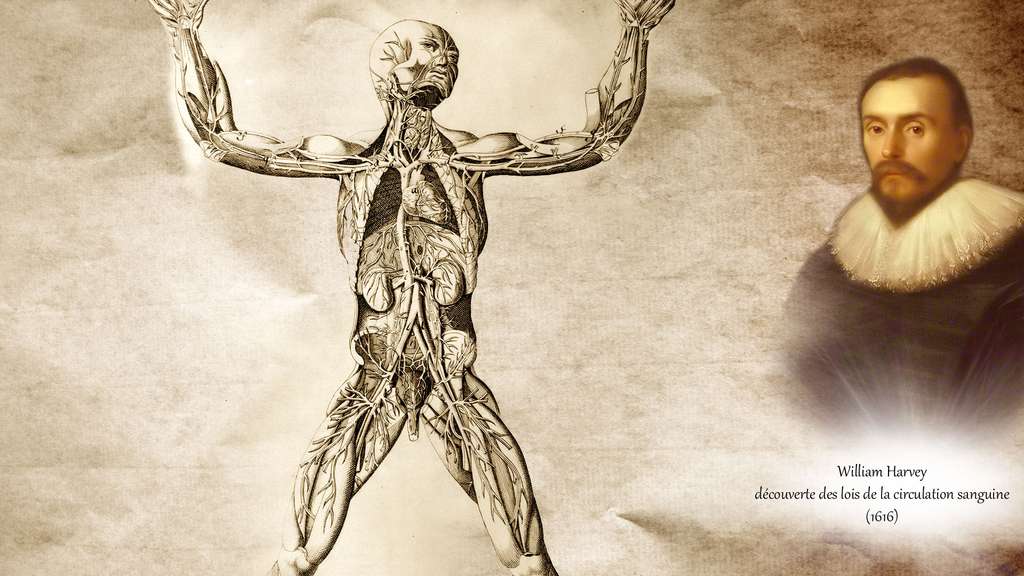 William Harvey, à l'origine de la circulation sanguine William Harvey, à l'origine de la circulation sanguine