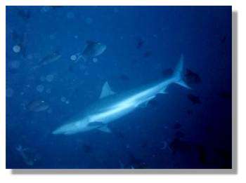 Photographie d'un requin gris de récif © http://www.thelin.net/laurent