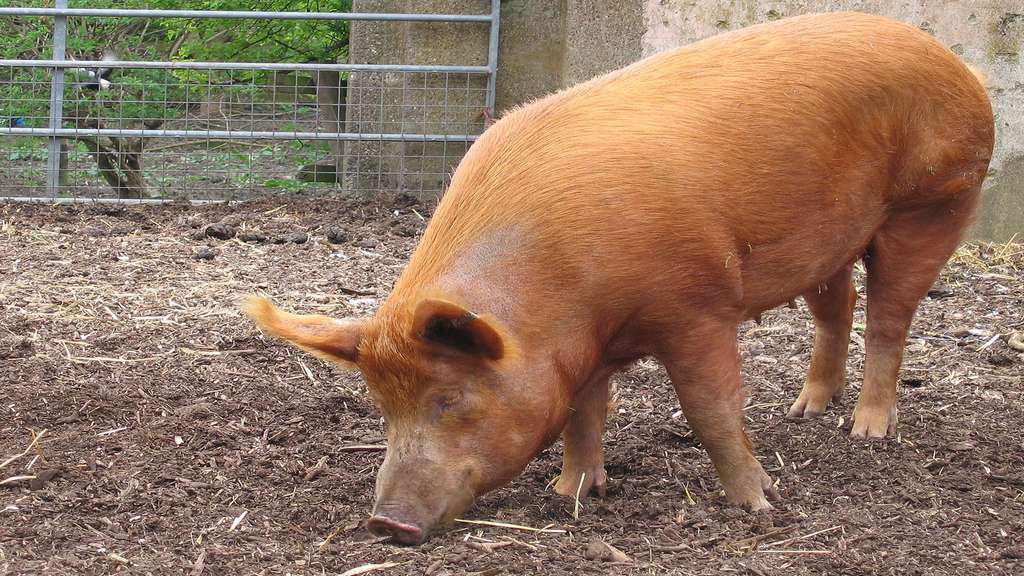 Le cochon de Tamworth Le cochon de Tamworth