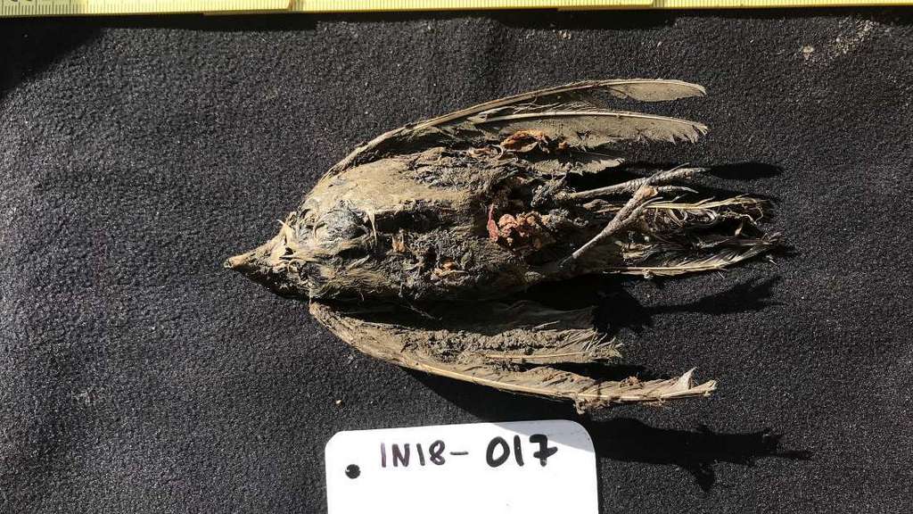 Un oiseau vieux de plus de 40.000 ans a été trouvé dans le permafrost du nord de la Russie. © Centre de paléogénétique de Stockholm