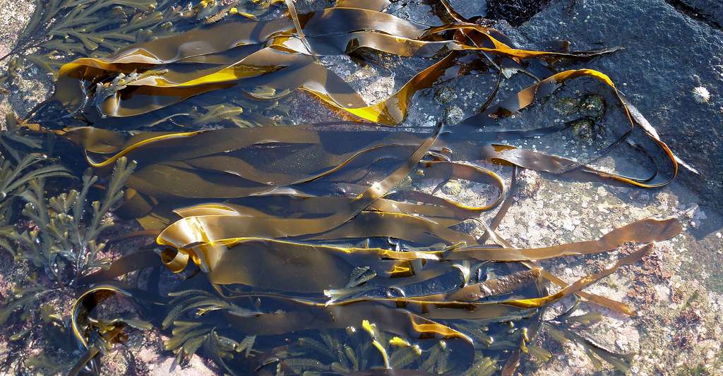 Zoom sur la culture des algues. Ici, algues laminaires (Laminaria). © Rosser1954, Wikimedia Commons, CC by-sa 4.0