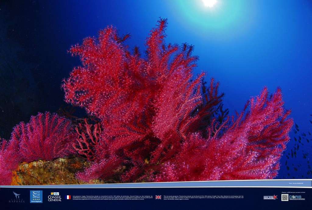 Des gorgones rouges étincelantes Des gorgones rouges étincelantes