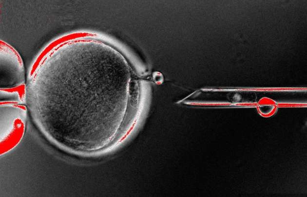Cet ovocyte a été énucléé et contient une cellule de la peau. © UHSO Photos