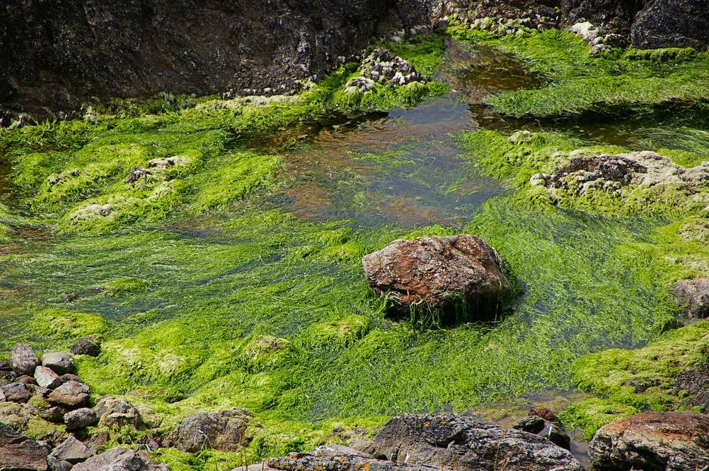 Les algues vertes prolifèrent en Bretagne en raison des nitrates issus des déjections porcines. © Steluma, Flickr