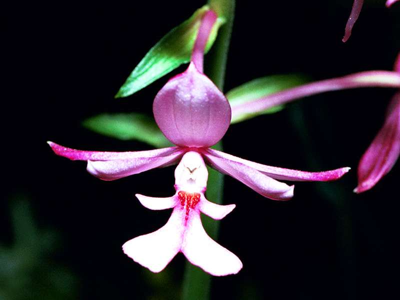 Orchidée Calanthe