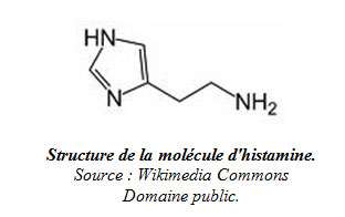 Structure de la molécule d'histamine. © Wikimedia Commons, DP