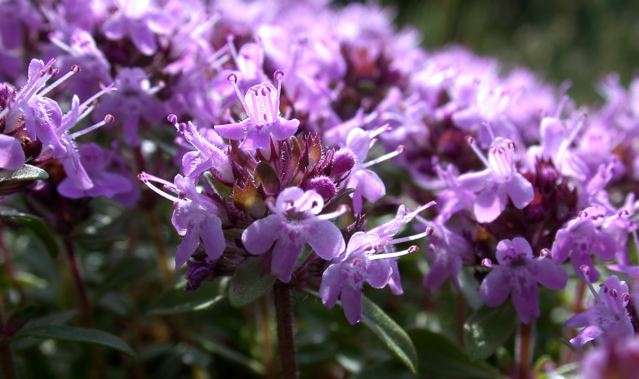 Thym Serpolet Thym Serpolet