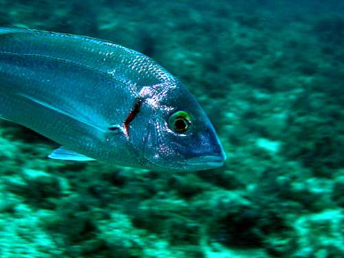 Les récifs artificiels déjà colonisés par des poissons !