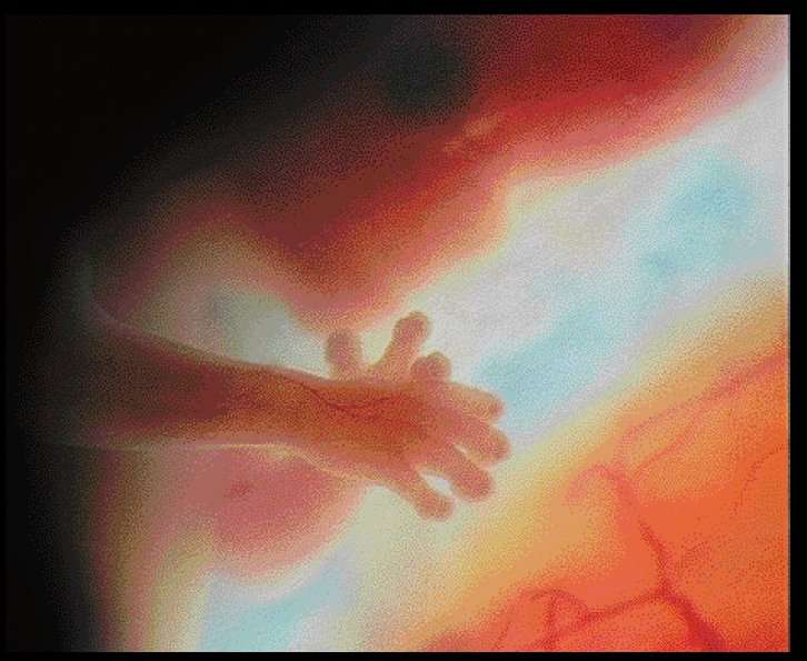 Le fœtus à douze semaines de grossesse Le fœtus à douze semaines de grossesse