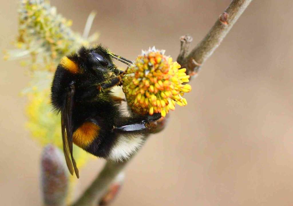 Bombus terrestris - Bourdon terrestre Bombus terrestris - Bourdon terrestre