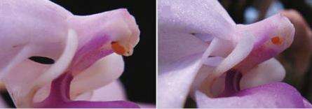 L'appendice achève sa boucle en direction du stigmate (gauche) et dépose le pollen dans la cavité (droite) Voilà, mission accomplie ! (Courtesy of LaiQiang Huang Tsinghua University Graduate School at Shenzhen)