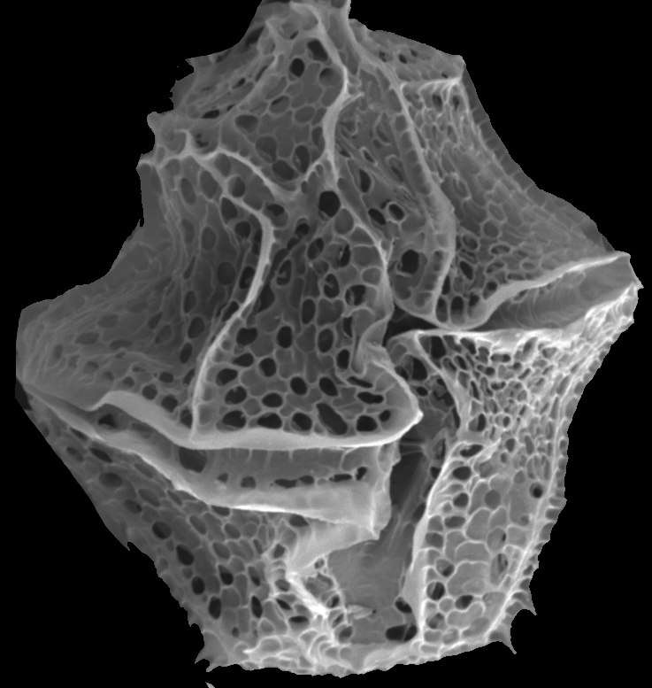 Lingulodinium polyedra vu au microscope électronique. © Morseds, CC by-sa 4.0 via Wikimedia Commons