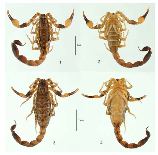 Lychas aberlenci sp. n., une nouvelle espèce de scorpion découverte dans la canopée de la forêt tropicale de la province laotienne de Khammouane. © Wilson R. Lourençon, Muséum national d'histoire naturelle